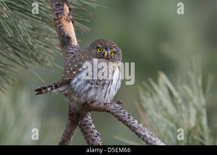 Eine nördliche Pygmäen-Eule (Glaucidium Gnoma) thront auf einer Ponderosa-Kiefer, Missoula, Montana Stockfoto