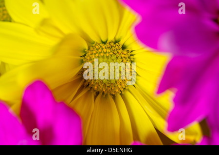 Nahaufnahme von leuchtend bunte Blumen Stockfoto