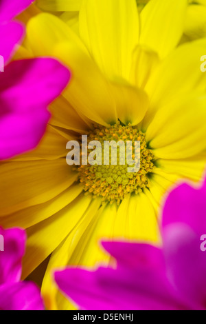 Nahaufnahme von leuchtend bunte Blumen Stockfoto