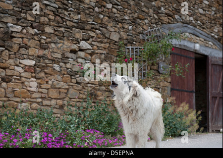 Wachhund, Provence, Frankreich. Stockfoto