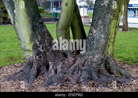 Baum in Greyfriars grün, Coventry, UK Stockfoto