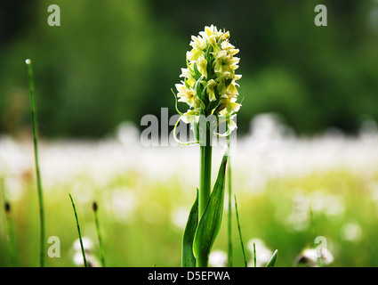 Wie eine Kerze im Moor Stockfoto