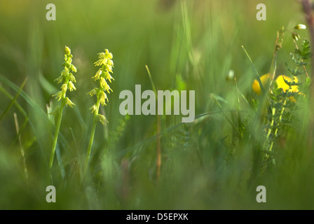 Tief in die grünen Gräser blühen Stockfoto