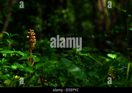 Deep in the forest Stockfoto