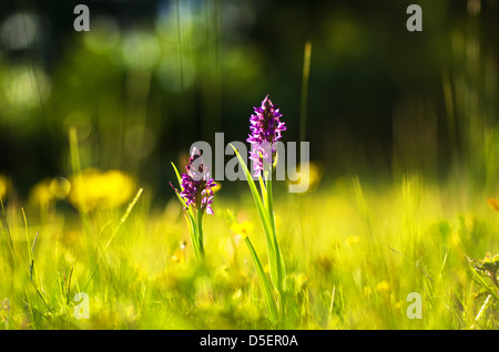 Lila Blüte in gelb Natur Stockfoto
