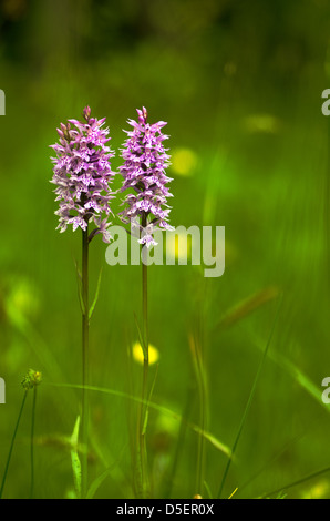 Zwei stolze Sommerblumen Stockfoto