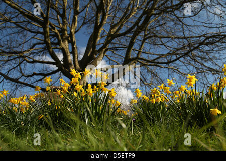 Basingstoke, Großbritannien. 31. März 2013.  Narzissen blühen in Ostern Sonne im Eastrop Park, Basingstoke am Ostersonntag. März Kälte hat den Beginn des Frühlings im Land verzögert. Bildnachweis: Rob Arnold/Alamy Live-Nachrichten Stockfoto