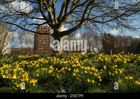 Basingstoke, Großbritannien. 31. März 2013.  Narzissen blühen in Ostern Sonne im Eastrop Park, Basingstoke am Ostersonntag. März Kälte hat den Beginn des Frühlings im Land verzögert. Bildnachweis: Rob Arnold/Alamy Live-Nachrichten Stockfoto