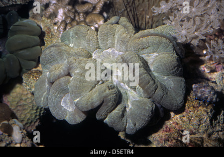 Offenen Gehirn Korallen, Trachyphyllia Geoffroyi, Trachyphylliidae, Indo-Pazifischer Ozean Stockfoto