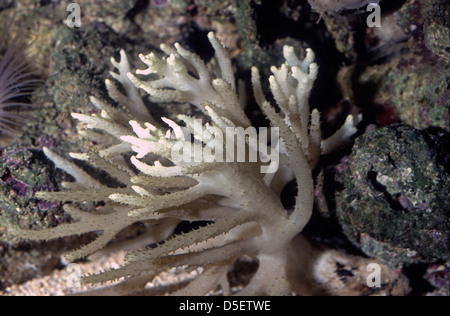 Flexible Leder Koralle, Sinularia Flexibilis, Alcyoniidae, Indo-Pazifischer Ozean Stockfoto