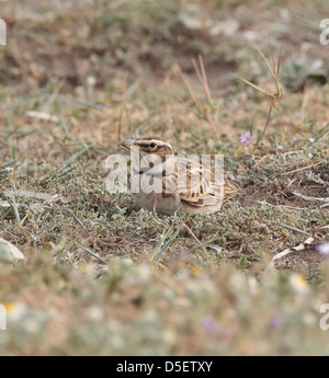Bimaculated Lerche Melanocorypha Bimaculata auf Migration bei Mandria Zypern im März Stockfoto
