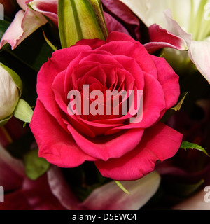 Rote rose Stockfoto
