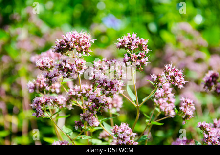 wilden Majoran Kräutern schön blüht im Sommergarten Stockfoto