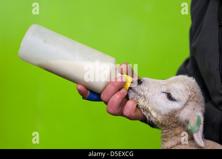 Verwaiste Lamm wird Flasche gefüttert Milch Ovis aries Stockfoto