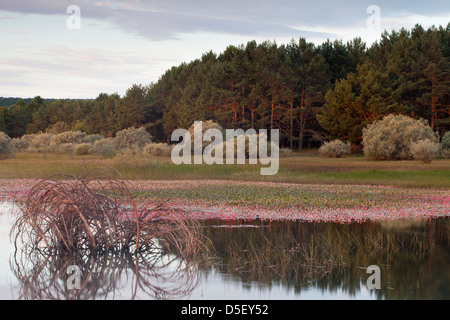 Stausee von La Cuerda del Pozo in Abejar, Soria, Spanien Stockfoto