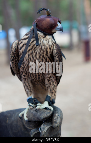 Wanderfalke (Falco Peregrinus), Falknerei, Soria, Spanien Stockfoto