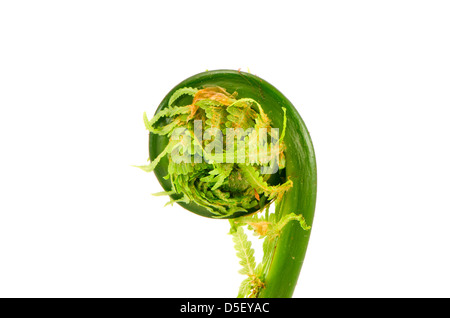 frische grüne Farn sprießen Spirale isoliert auf weiss Stockfoto