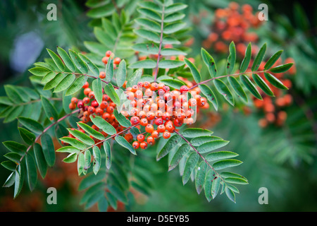 Im Herbst, selektiven Fokus auf Beeren Sorbus Stockfoto