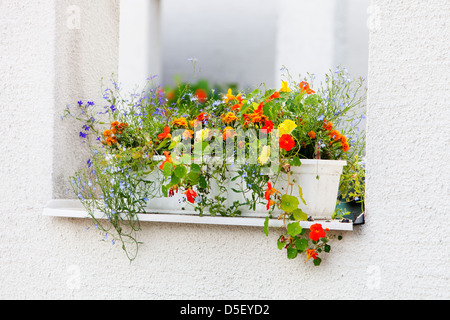 Schöne und bunte Blumen im Garten, selektiven Fokus Stockfoto