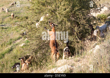 Ziegen, Verzehr von Argan Nüssen, Agadir, Marokko Stockfoto