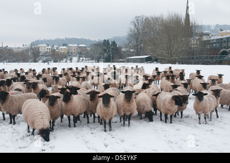 Schafe, die darauf warten, an einem Wintertag gefüttert werden Stockfoto