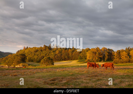 Highland Cattle oder Kyloe - eine alte schottische Rasse der Rinder, Highlands, Schottland Stockfoto