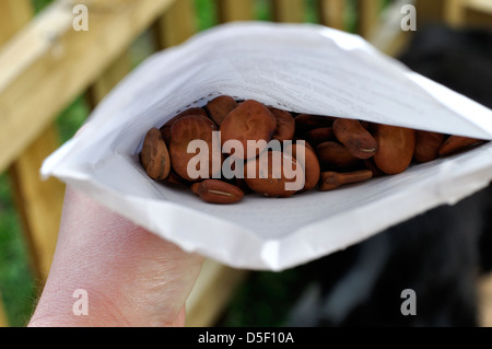 Paket von organischen Saubohne Samen (Witkiem) Stockfoto