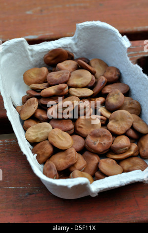 Bio Bohnensamen (Witkiem) Stockfoto