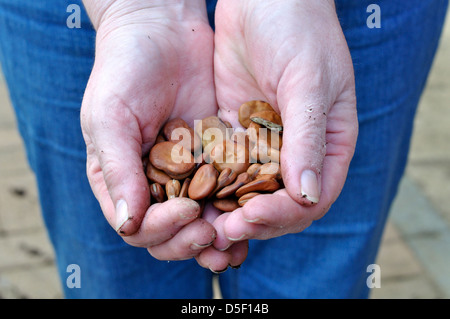Eine Handvoll Bohnen Biosaatgut (Witkiem) Stockfoto