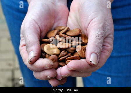 Eine Handvoll Bohnen Biosaatgut (Witkiem) Stockfoto