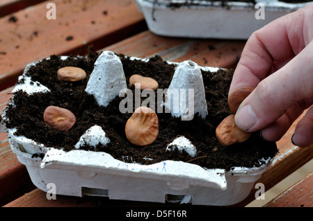 Pflanzung von organischen Saubohne Samen (Witkiem) Stockfoto
