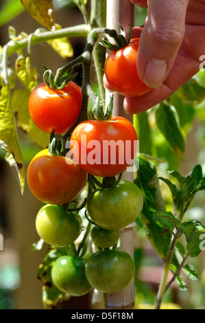 Nahaufnahme der frischen Garten Bio Gärtner Freude Tomaten (Solanum Lycopersicum) gepflückt von der Rebe angebaut Stockfoto