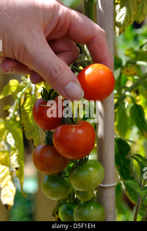 Frischen Garten Bio Gärtner Freude Tomaten (Solanum Lycopersicum) gepflückt von der Rebe Stockfoto