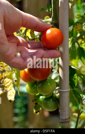 Frischen Garten Bio Gärtner Freude Tomaten (Solanum Lycopersicum) gepflückt von der Rebe Stockfoto
