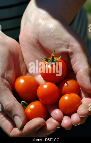 Nahaufnahme von Homegrown Bio Gärtner Freude Tomaten (Solanum Lycopersicum) frisch aus dem Garten gepflückt Stockfoto