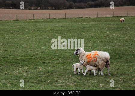 Chilton Candover, Hampshire, UK. 31. März 2013.  Ein Mutterschaf füttern ihre Lämmer in Hampshire am Ostersonntag. Das diesjährige Lämmer Saison war schwierig für die Landwirte durch die heftige Kälte. Bildnachweis: Rob Arnold/Alamy Live-Nachrichten Stockfoto