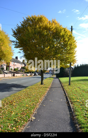 Ein Blick auf einen grünen Baum an einem sonnigen Tag in Newcastle unter Lyme. Stockfoto