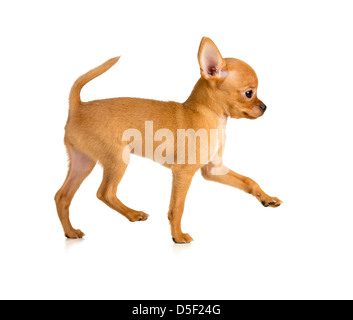 Toy Terrier Welpe Profil ausgeführt Stockfoto