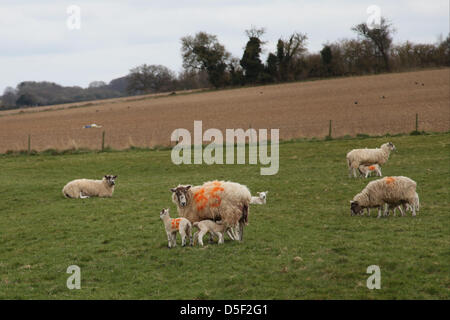 Chilton Candover, Hampshire, UK. 31. März 2013.  Ein Mutterschaf füttern ihre Lämmer in Hampshire am Ostersonntag. Das diesjährige Lämmer Saison war schwierig für die Landwirte durch die heftige Kälte. Bildnachweis: Rob Arnold/Alamy Stockfoto