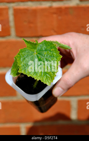 Bio Gurke (Cucumis Sativus) Pflanze - Picolino F1 Hybride Vielzahl Stockfoto