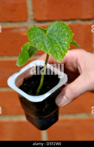 Bio Gurke (Cucumis Sativus) Pflanze - Picolino F1 Hybride Vielzahl Stockfoto