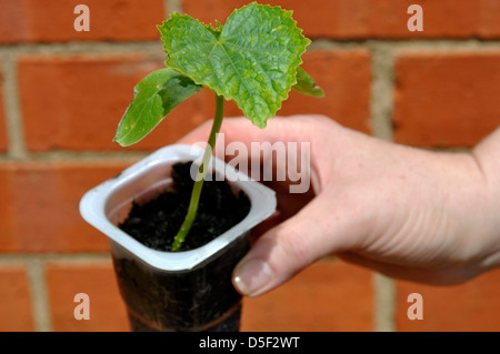 Bio Gurke (Cucumis Sativus) Pflanze - Picolino F1 Hybride Vielzahl Stockfoto