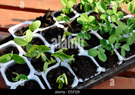 Bio-Gurken (Picolino F1 Hybride), Erbse (Botschafter) und Dwarf Bean (Maxi) Setzlinge Anbau in Töpfen Stockfoto