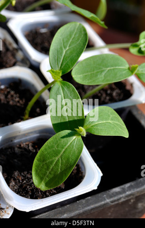 Nahaufnahme von Bio Gurke (Picolino F1 Hybride) Sämlinge Anbau in Töpfen Stockfoto