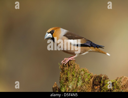 Männliche Kernbeißer thront Stockfoto