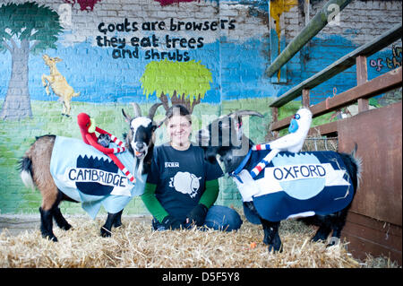 London, UK - 31. März 2013: die 5. jährlichen Oxford und Cambridge Ziege Rennen findet am Spitalfields Stadtbauernhof. Stockfoto