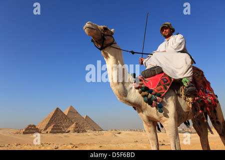 Kamele bei der Pyramide von Gizeh, Ägypten komplexer Stockfoto