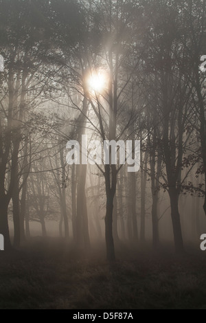 Morgensonne wirft Schatten durch ein Wäldchen von Bäumen Stockfoto