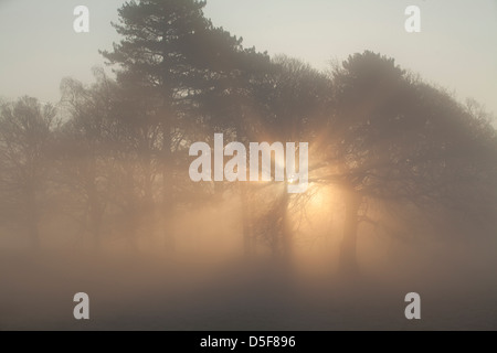 Sonne bricht durch Bäume im Morgennebel Stockfoto