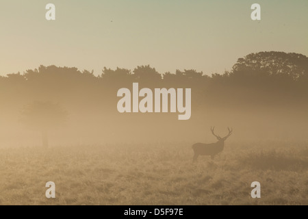 Ein Rotwild-Hirsch im Nebel bei Sonnenaufgang Stockfoto